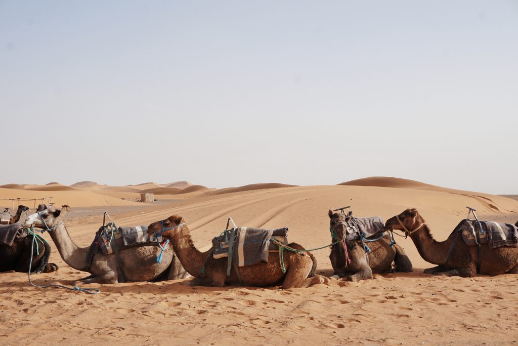 Dunes de sable dans le desert sahara